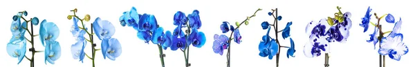 Ensemble de différentes fleurs d'orchidée bleue sur fond blanc — Photo