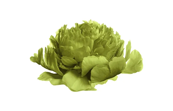 Beautiful tender peony on white background. Fragrant spring flower — Stock Photo, Image