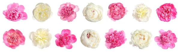하얀 배경에 아름다운 조랑말 꽃다발이 있다. 배너의 설계 — 스톡 사진