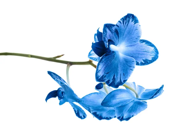 Hermosa orquídea azul brillante sobre fondo blanco — Foto de Stock
