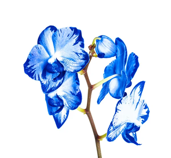Bella orchidea blu brillante su sfondo bianco — Foto Stock