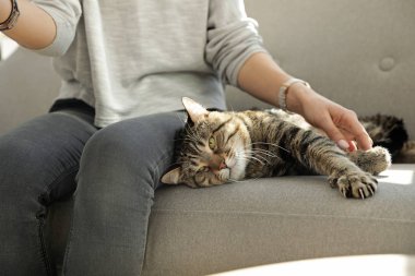 Kanepede oturan sevimli kedili kadın, yakın plan.