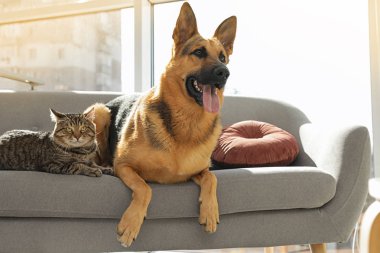 Kedi ve köpek birlikte kanepede kapalı. Komik arkadaşlar