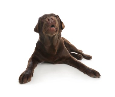 Çikolata Labrador retriever beyaz arka plan üzerinde yalan