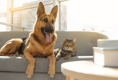 Kedi ve köpek birlikte kanepede kapalı. Komik arkadaşlar