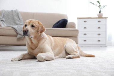 Sarı labrador Retriever içeride yerde yatıyor.