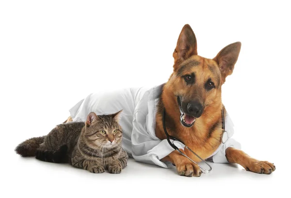 Pastor alemão com estetoscópio vestido como médico veterinário e gato no fundo branco — Fotografia de Stock