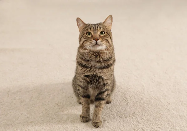 Симпатичная кошка сидит на светлом ковре — стоковое фото