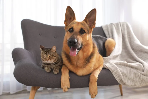 Gato y perro juntos en el sofá interior. Amigos divertidos — Foto de Stock