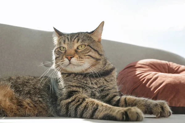 Söpö raidallinen kissa makaa kodikas sohva sisätiloissa — kuvapankkivalokuva