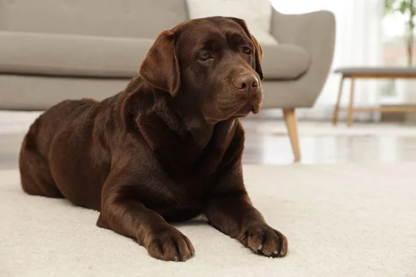 Czekolada Labrador Retriever leżący na podłodze w pomieszczeniu — Zdjęcie stockowe