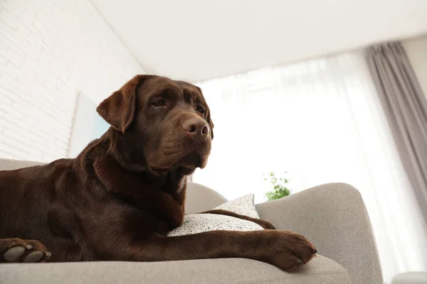 Chocolate labrador retriever en acogedor sofá interior — Foto de Stock