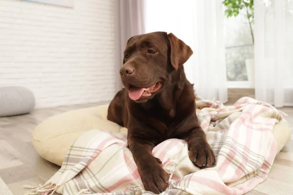 Czekolada Labrador Retriever na PET Poduszka w pomieszczeniu — Zdjęcie stockowe