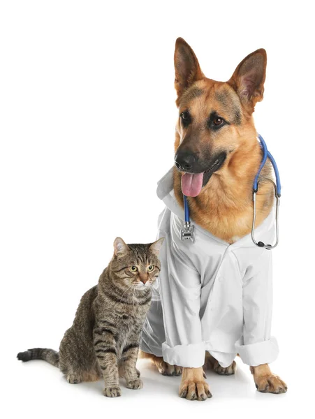 Gato y perro con estetoscopio vestido de veterinario sobre fondo blanco — Foto de Stock