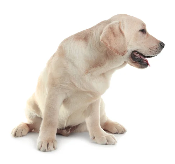 Schattig gele Labrador Retriever puppy geïsoleerd op wit — Stockfoto