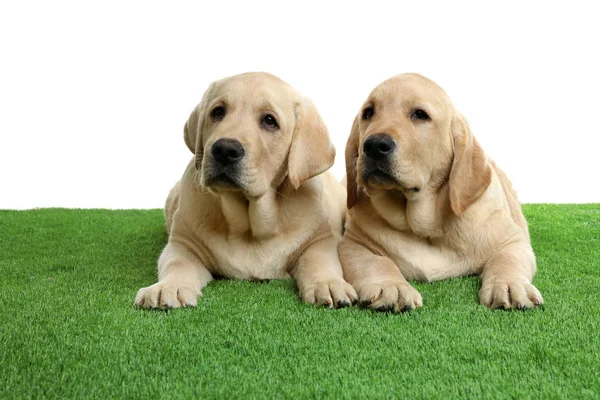 Lindos cachorros labrador retriever amarillos sobre césped artificial sobre fondo blanco —  Fotos de Stock