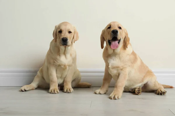 Lindos cachorros labrador retriever amarillos en el suelo en interiores —  Fotos de Stock