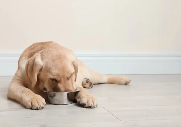 Ładny żółty Labrador Retriever Puppy jedzenia z miski na podłodze w pomieszczeniu. Miejsce na tekst — Zdjęcie stockowe