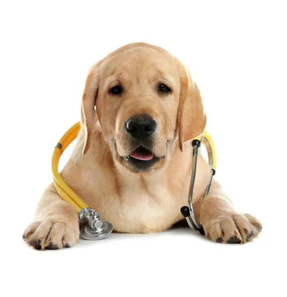 Dog stethoscope Stock Photos, Royalty Free Dog stethoscope Images