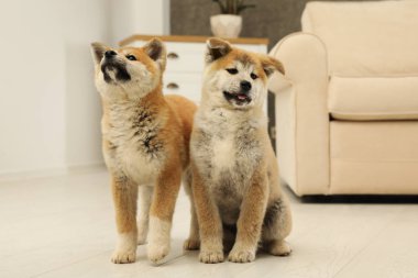 Oturma odasında katta Sevimli akita inu yavru