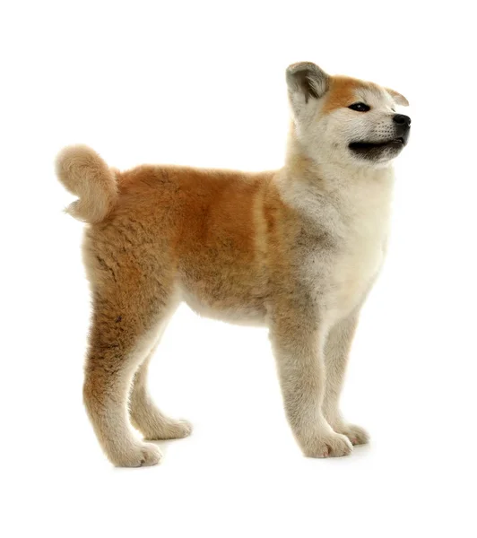 Cute akita inu puppy isolated on white — Stock Photo, Image