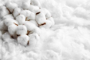 Kabarık çiçekler ve pamuk metin için alan