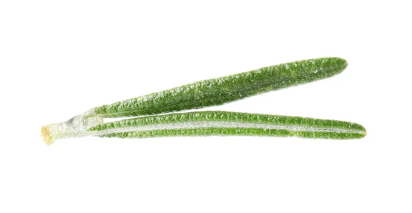Feuilles de romarin vert frais sur fond blanc — Photo