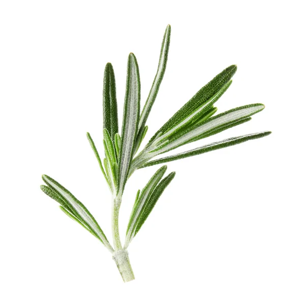 Świeże zielone liście rozmarynu na białym tle — Zdjęcie stockowe