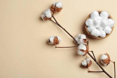 Branch with fluffy flowers and cotton balls in bowl on color background, flat lay. Space for text clipart