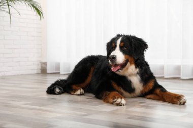 Sevimli Bernese dağ köpeği kapalı katta