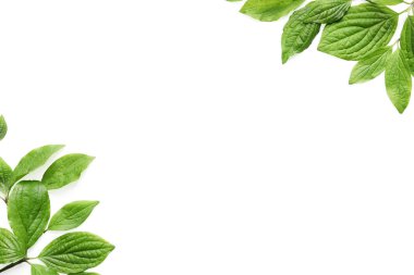 Beyaz arka plan üzerinde güzel bahar yeşil yaprakları, üst görünümü. Metin için alan
