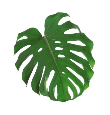Beyaz üzerinde izole Yeşil taze Monstera yaprak. Tropikal bitki