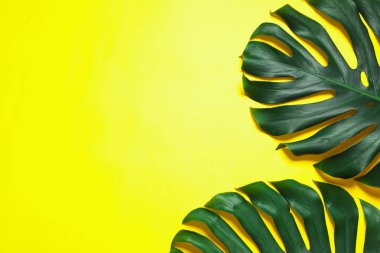 Yeşil taze Monstera renk arka planda yaprakları, düz metin için boşluk ile yatıyordu. Tropikal bitki