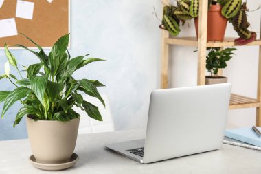 Masada Oda bitkiler ve laptop ile ofis iç