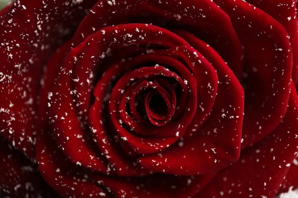 Rosa vermelha bonita com neve como fundo, close-up — Fotografia de Stock