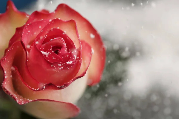 Bella rosa con neve su sfondo sfocato, primo piano. Spazio per testo — Foto Stock