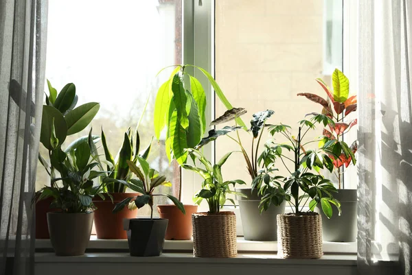 Różne zielone rośliny doniczkowy na parapecie w domu — Zdjęcie stockowe
