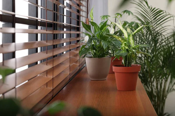 Différentes plantes vertes en pot sur le rebord de la fenêtre à la maison — Photo