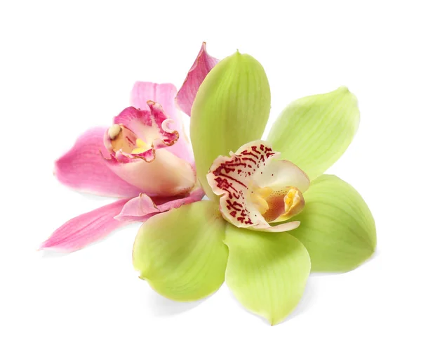 Beautiful tropical orchid flowers on white background — Stock Photo, Image