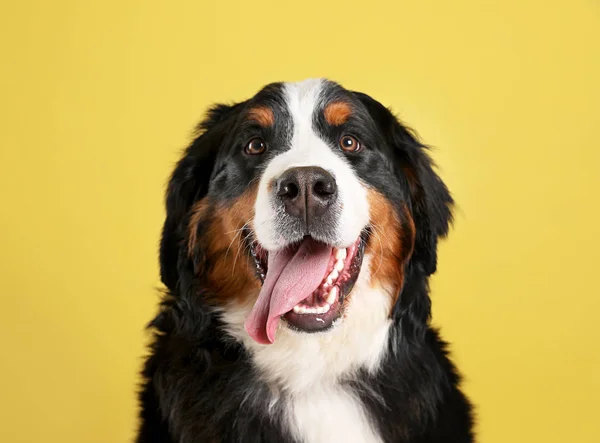 色の背景に面白いベルン山の犬 — ストック写真