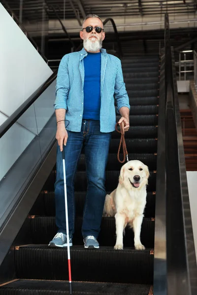 Blind person with long cane and guide dog on escalator indoors