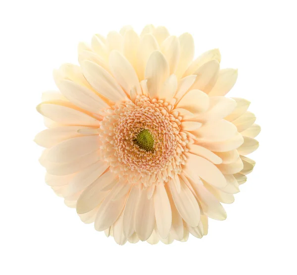 Bela flor de gerbera brilhante no fundo branco, vista superior — Fotografia de Stock