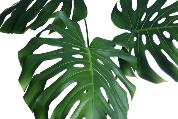 Yeşil taze Monstera beyaz arka planda yaprakları. Tropikal bitki