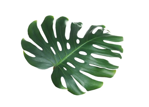 Green fresh monstera leaf isolated on white. Tropical plant — Stock Photo, Image