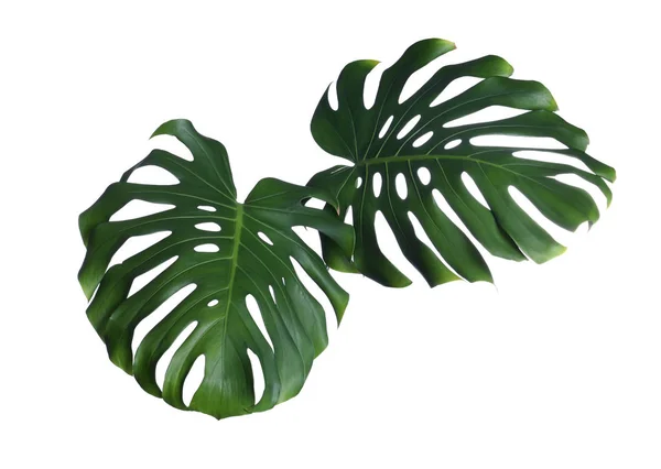 Zielone świeże liście Monstera na białym tle. Roślina tropikalna — Zdjęcie stockowe