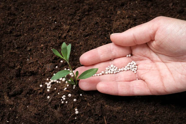 Femme fertilisant plante dans le sol, gros plan. Saison de jardinage — Photo