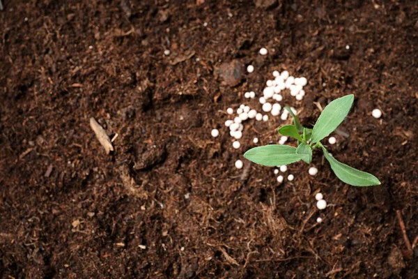 Groene plant in de bodem en chemische meststof, boven uitzicht met ruimte voor tekst. Tuinieren seizoen — Stockfoto