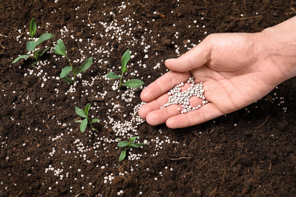 Woman fertilizing plant in soil, closeup. Gardening season