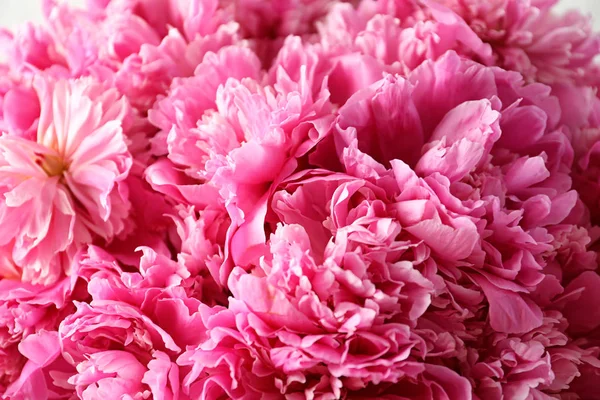 背景として香りの牡丹、クローズアップビュー。美しい春の花 — ストック写真