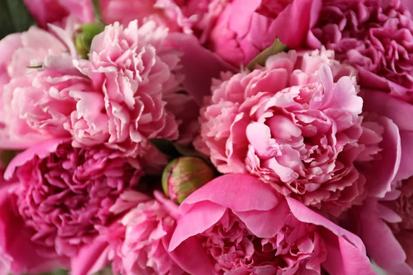 Peônias perfumadas como fundo, vista de perto. Lindas flores de primavera — Fotografia de Stock